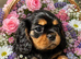 Cavalier boy and girl