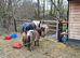 11.2hh, 3yo stallion CHAPS registered