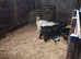 2 female pygmy goats 1 Guernsey female