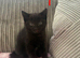 3 beautiful kittens looking for new loving homes