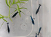 Cherry shrimps, delivery or collection welcome, shipped next day with tracking and guarantee arrive alive or money back