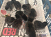 Ayam cermani chicks due on the 7th June