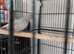 Diamond doves for sale