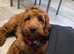 Male cockapoo
