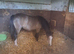 Yearling Section A filly