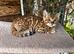 Beautiful Bengal kittens