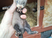 Beautiful babies ferrets for sale