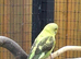 Beautiful Blackwing young budgie