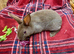Mini rex girls