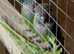 Pearly conure hens wanted