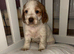 cocker spaniel puppies for sale