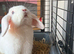Pure white mini lop blue eyed female