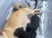 Pups loving life