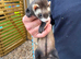 Female polecat / female ferret