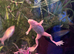 African dwarf Frogs