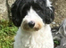 Black and white partie cockapoo for stud in Maidstone