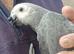 Super silly tame yang parrot