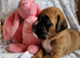 BEAUTIFUL KC PUPPIES