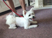 Pomeranian cross
