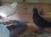 2 young pigeons 5 pounds each