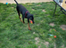 8 month old, intact female Doberman