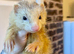 Hob & Jill Ferrets