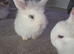 BABY LOP Rabbits