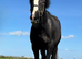 IRISH SPORTS HORSE