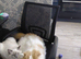 Persian x ragdoll 1 boy and girl left