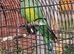 Lord Derby/ Derbyan Parrot