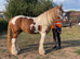 13.2h Gypsy cob gelding