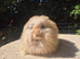 STUNNING MAXI FULL FACE ANGORA BABIES