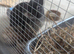 Beautiful Netherland dwarf bunnys