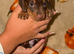 Tiny miniature dachshund