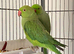 Stunning young Indian Ringnack parrot