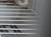 Bengalese finch for sale