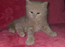 Dad full maine coon mum ragdoll