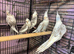 Whitefaced cockatiels