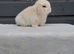 Purebred mini lop rabbits