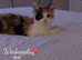 Fluffy calico