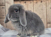 Blue otter mini lop girls.