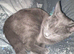 3 kittens looking for homes