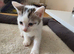 Kittens ready now