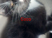 Adorable rare tuxedo kittens needing homes
