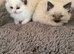 Ragdoll kittens