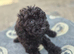 Cockapoo puppy
