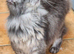 Xl active female mainecoon