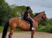 Fudge the trotter gelding