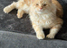 Red/silver male Mainecoon
