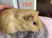Baby guinea pigs.